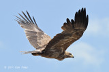 Eagle, Tawny (pale morph)