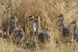 Ostrich, Common (chicks)