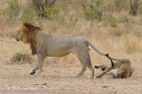 Lions mating