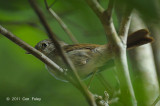 Fulvetta, Brown