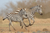 Zebra, Plains