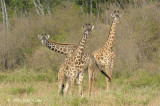 Giraffe, Maasai