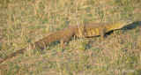 Lizard, Nile Monitor