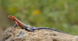Lizard, Red-headed Rock Agama