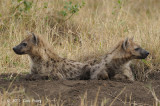 Hyena, Spotted (older cubs)