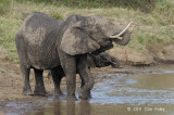 Elephant, African Bush