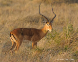 Impala (male)