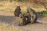 Baboons