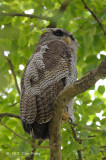 Owl, Barred Eagle (juvenile)