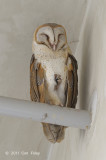 Owl, Barn @ Barrage