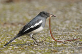 Robin, Oriental Magpie @ Telecom Loop