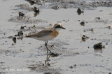 Plover, Lesser Sand