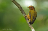 Piculet, Rufous (female)