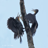 Woodpecker, Great Slaty