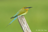 Bee-eater, Blue-tailed @ Sungei Balang