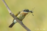 Bee-eater, Blue-tailed @ Sungei Balang