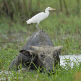 Egret, Cattle @ Batu Gajah