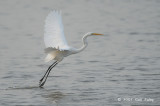 Egret, Great @ Parit Jawa