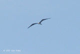 Frigatebird, Lesser @ Horsburgh Lighthouse