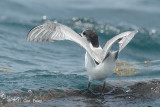 Tern, Common @ Singapore Straits