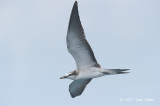 Tern, Bridled @ Straits of Singapore