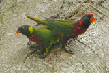 Lorikeet, Coconut @ Malcolm Park