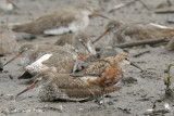 Sandpiper, Curlew @ Sungei Buloh