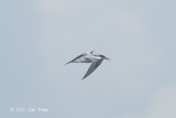 Tern, Swift (juv) @ Straits of Singapore