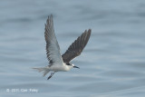 Tern, Bridled @ Straits of Singapore