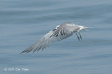 Tern, Aleutian @ Straits of Singapore