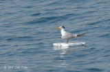 Tern, Lesser Crested @ Straits of Singapore