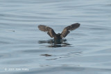 Petrel, Swinhoes Storm @ Straits of Singapore