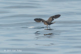 Petrel, Swinhoe's Storm @ Straits of Singapore