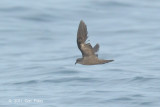 Petrel, Swinhoes Storm @ Straits of Singapore