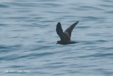 Petrel, Swinhoes Storm @ Straits of Singapore