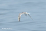 Tern, Aleutian @ Straits of Singapore