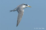 Tern, Lesser Crested @ Straits of Singapore