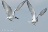 Tern, Whiskered @ Kranji