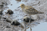 Plover, Pacific Golden @ Sungei Buloh