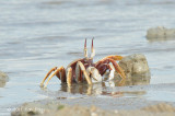 Horn-eyed ghost crab @ Changi
