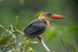 Kingfisher, Stork-billed @ Sungei Buloh