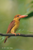 Kingfisher, Ruddy (juv) @ Bidadari