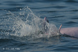 Indo-pacific Humpback Dolphin @ Straits of Singapore