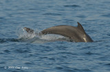 Indo-pacific Bottlenose Dolphin @ Straits of Singapore