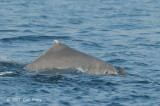 Indo-pacific Humpback Dolphin @ Straits of Singapore