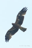 Eagle, Booted (adult dark morph) @ Seletar