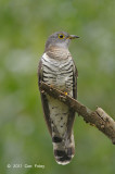 Cuckoo Indian (female) @ Bidadari