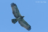 Buzzard, Crested Honey @ Singapore Straits