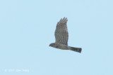 Sparrowhawk, Japanese (juv) @ Seletar