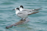 Tern, Common @ Malacca Straits